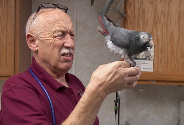 'The Incredible Dr. Pol' (National Geographic)